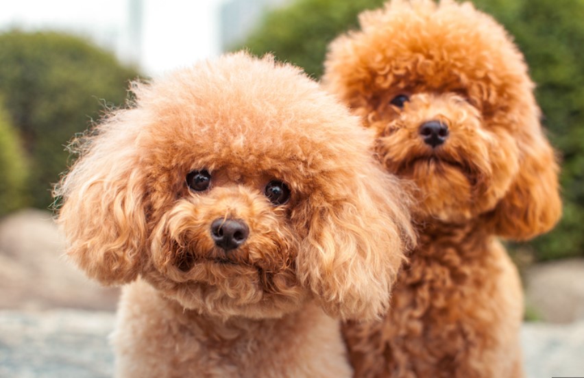 The Top Dogs: Exploring the World's Most Beloved Breeds